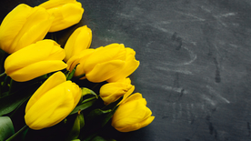 郁金香唯美图片