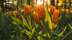 郁金香唯美图片