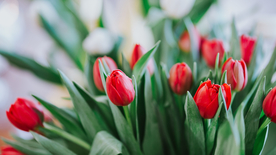 郁金香唯美图片