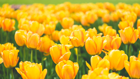 郁金香唯美图片