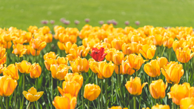 郁金香唯美图片