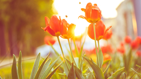 郁金香唯美图片