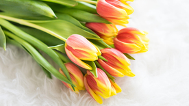 郁金香唯美图片