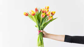 郁金香唯美图片