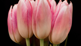 郁金香唯美图片