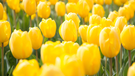 郁金香唯美图片