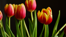 郁金香唯美图片