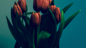 郁金香唯美图片