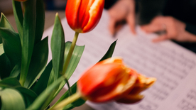 郁金香唯美图片