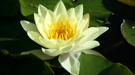 睡莲荷花莲藕荷塘图片