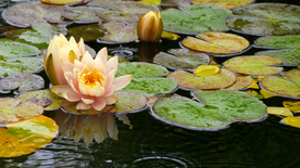 睡莲荷花莲藕荷塘图片