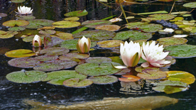 睡莲荷花莲藕荷塘图片