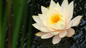 睡莲荷花莲藕荷塘图片