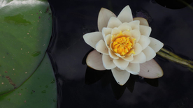 睡莲荷花莲藕荷塘图片