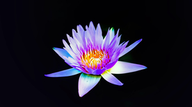 睡莲荷花莲藕荷塘图片