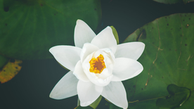 睡莲荷花莲藕荷塘图片