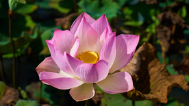 睡莲荷花莲藕荷塘图片