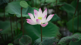 睡莲荷花莲藕荷塘图片