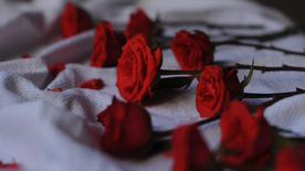 红玫瑰花月季花图片