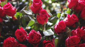 红玫瑰花月季花图片