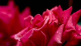 红玫瑰花月季花图片