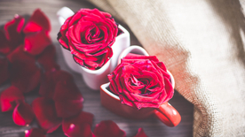 红玫瑰花月季花图片