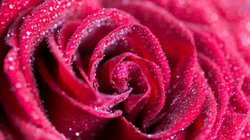 红玫瑰花月季花图片