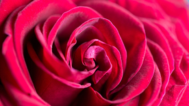 红玫瑰花月季花图片