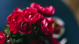 红玫瑰花月季花图片