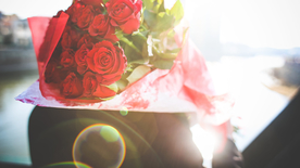 红玫瑰花月季花图片