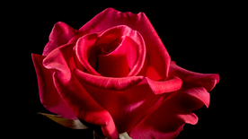 红玫瑰花月季花图片