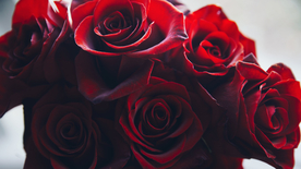 红玫瑰花月季花图片