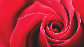 红玫瑰花月季花图片