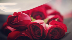 红玫瑰花月季花图片