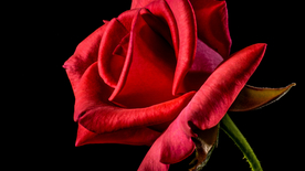 红玫瑰花月季花图片