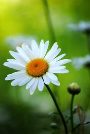 雏菊花清新图片