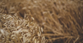 麦穗成熟丰收图片