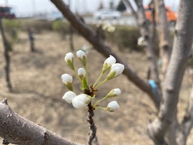 杏花