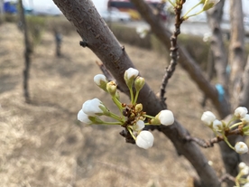 杏花