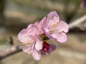 杏花