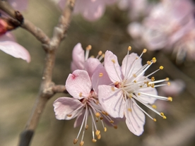 杏花