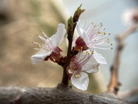 杏花
