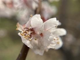 杏花