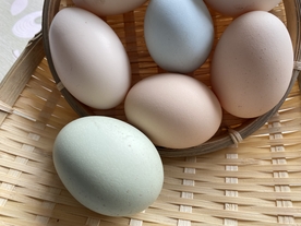 鸡蛋