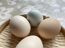 鸡蛋