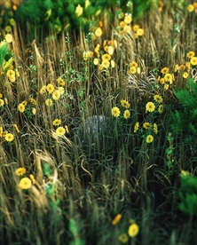 C4D特效设计科幻场景