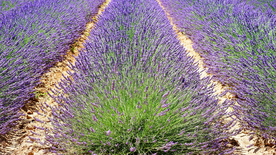 薰衣草田园图片