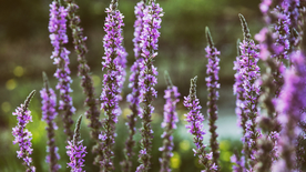 薰衣草田园图片