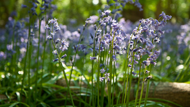 薰衣草田园图片