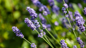 薰衣草田园图片